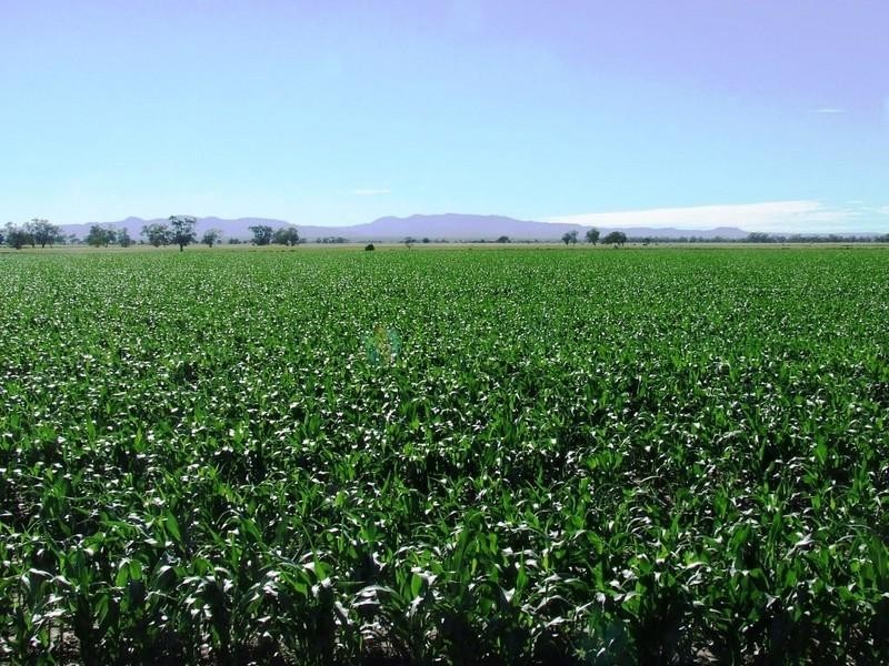 ‘Alloomba’ Kamilaroi Highway, Narrabri NSW 2390