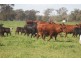 Moree NSW 2400