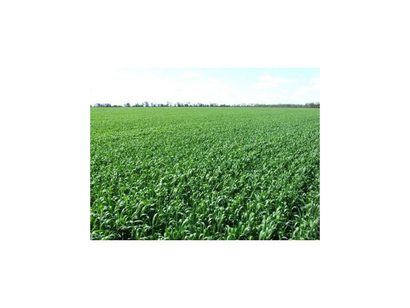 Moree NSW 2400