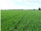 Moree NSW 2400