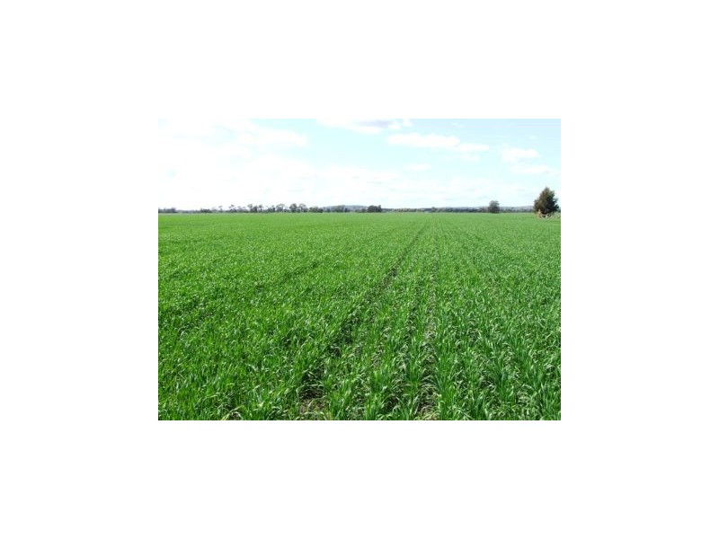 Moree NSW 2400