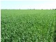 Moree NSW 2400
