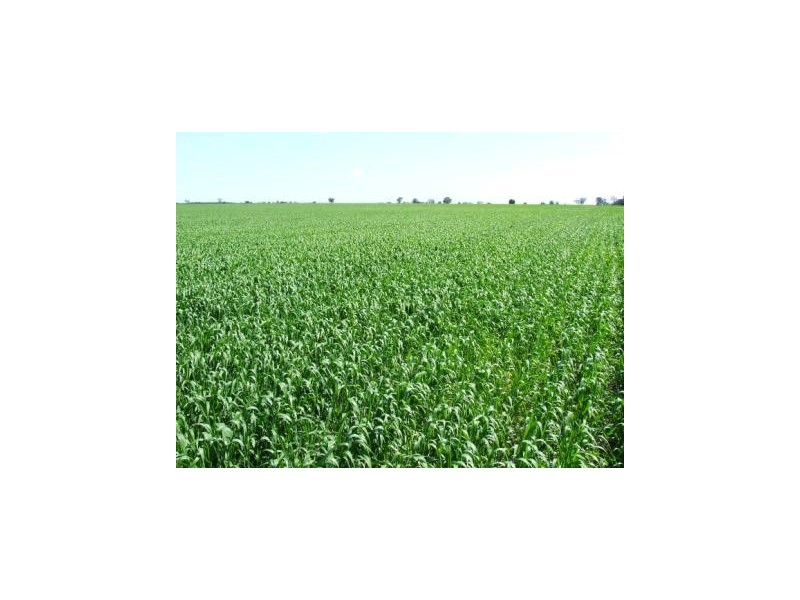 Moree NSW 2400