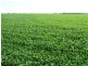 Moree NSW 2400