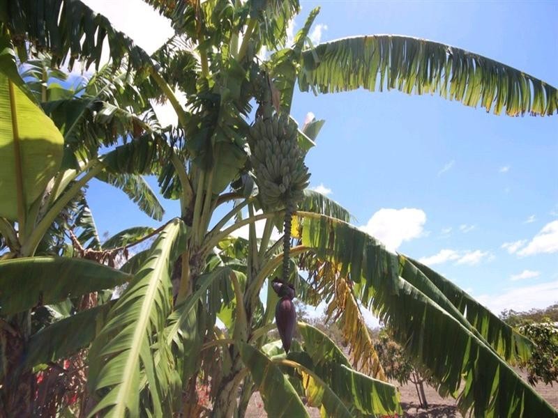 Mareeba QLD 4880