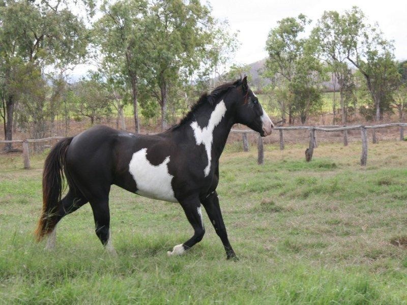 Mutchilba QLD 4872