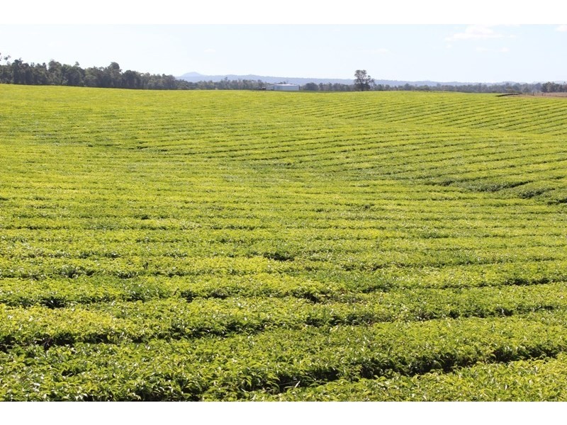 East Palmerston QLD 4860