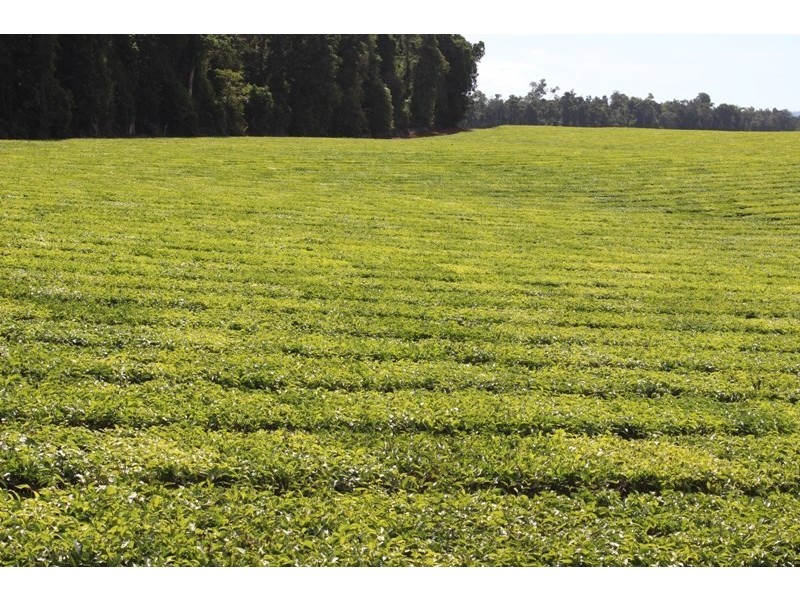 East Palmerston QLD 4860