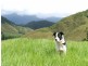 Daintree QLD 4873