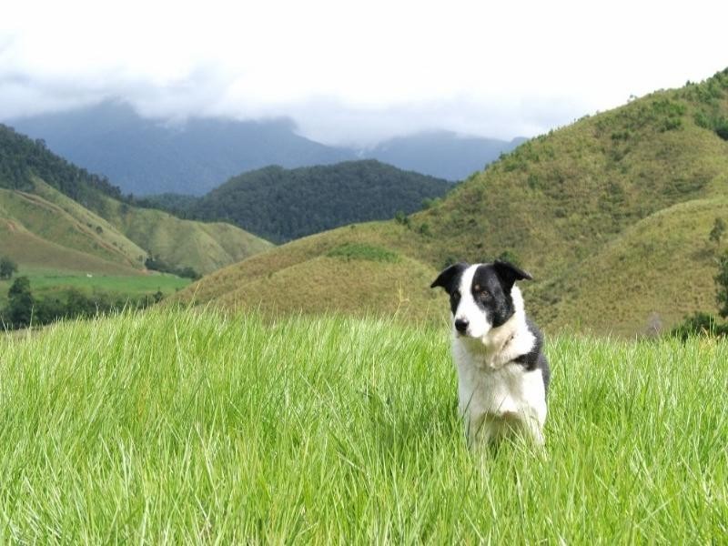 Daintree QLD 4873
