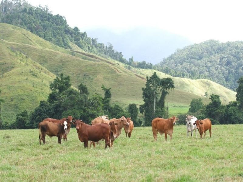 Daintree QLD 4873