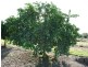 Mutchilba QLD 4872