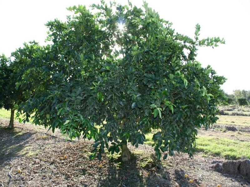 Mutchilba QLD 4872
