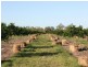 Mutchilba QLD 4872