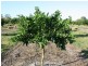 Mutchilba QLD 4872