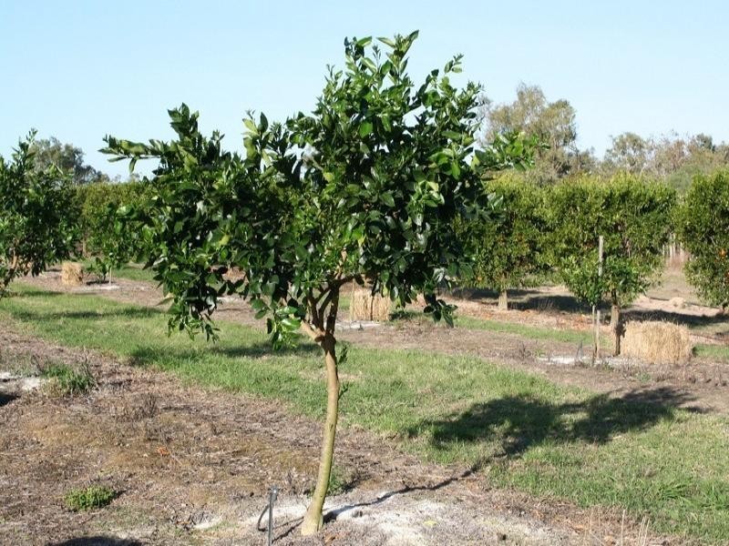 Mutchilba QLD 4872