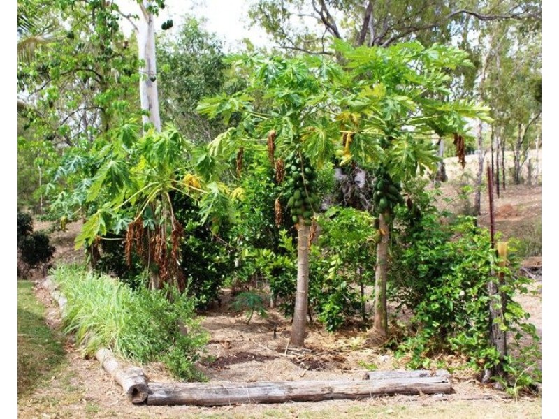 Mareeba QLD 4880