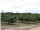 Dimbulah QLD 4872