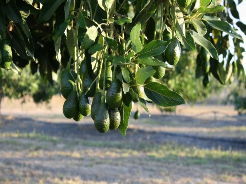Dimbulah QLD 4872