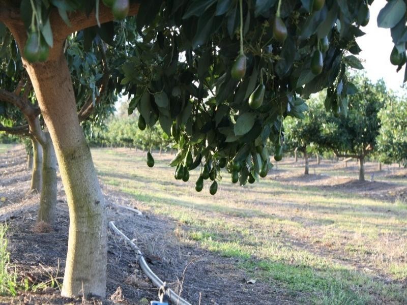 Dimbulah QLD 4872
