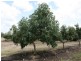 Dimbulah QLD 4872