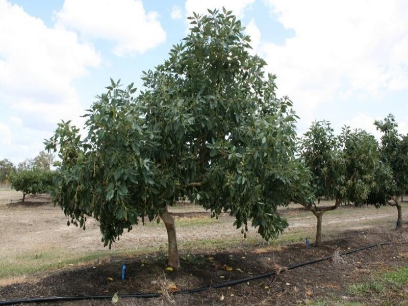 Dimbulah QLD 4872