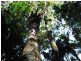 Lake Eacham QLD 4884