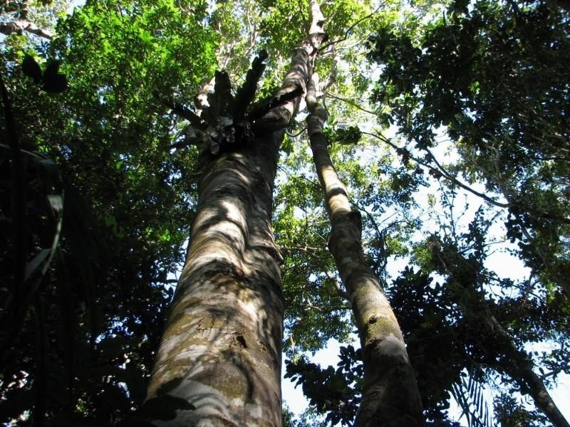Lake Eacham QLD 4884