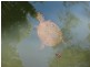 Lake Eacham QLD 4884