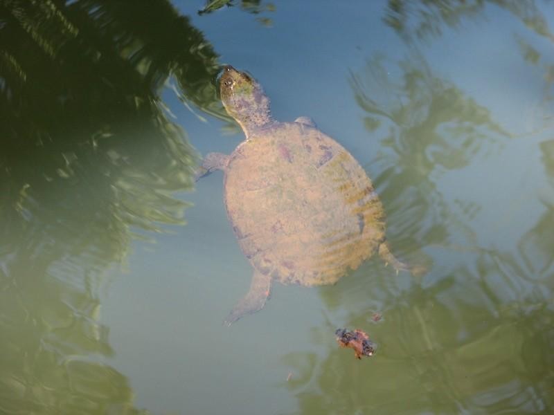 Lake Eacham QLD 4884
