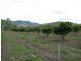 Mount Molloy QLD 4871