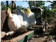 Mareeba QLD 4880