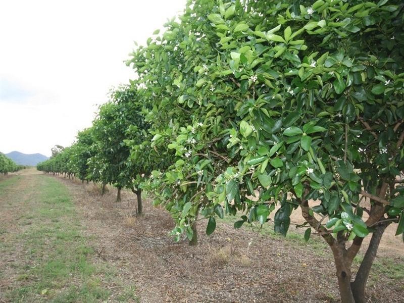 Dimbulah QLD 4872