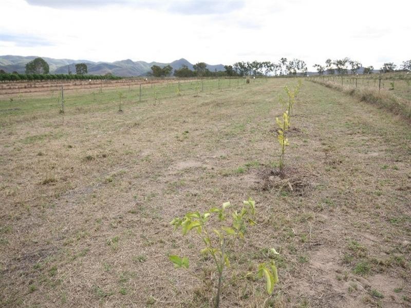 Dimbulah QLD 4872