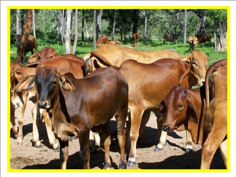 Mutchilba QLD 4872