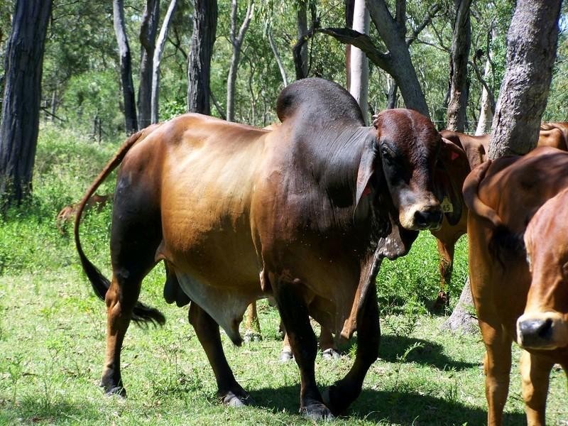 Mutchilba QLD 4872