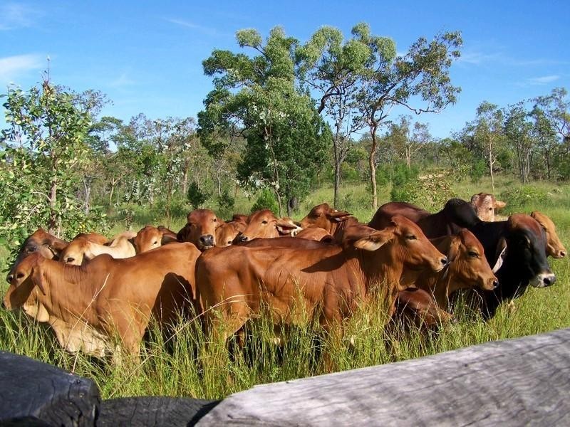 Mutchilba QLD 4872