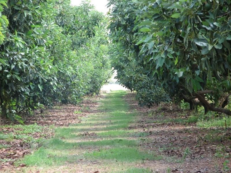 Dimbulah QLD 4872