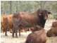 Dimbulah QLD 4872