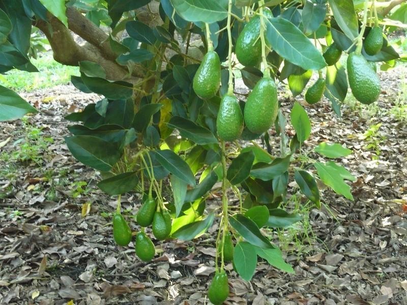 Dimbulah QLD 4872