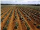 Mareeba QLD 4880