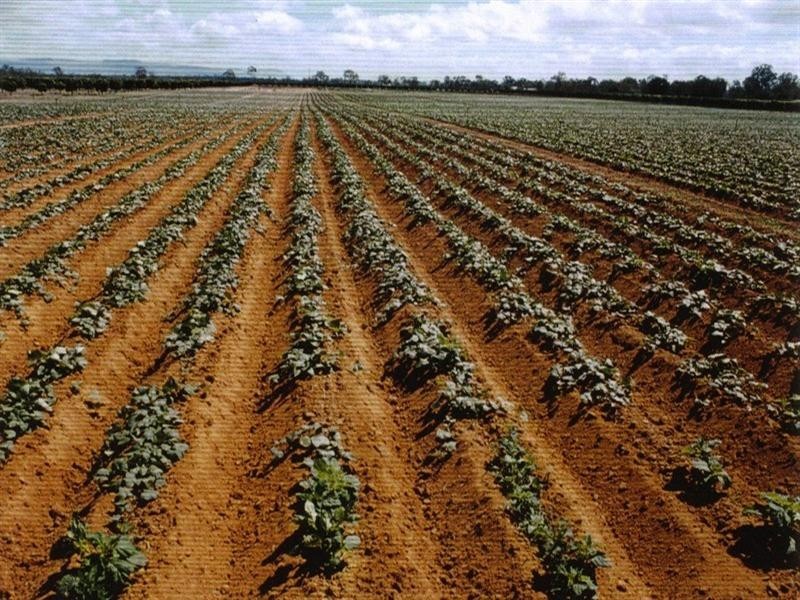 Mareeba QLD 4880