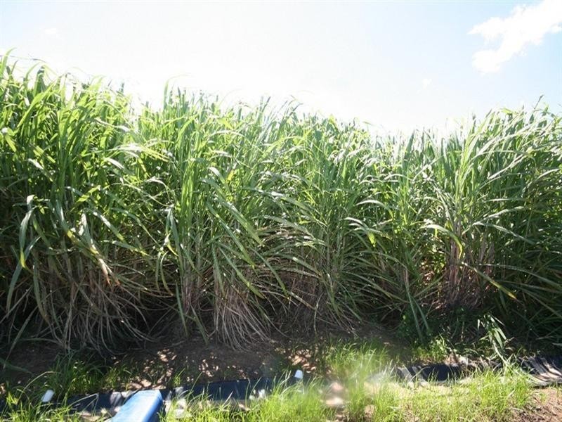 Mareeba QLD 4880