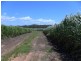Mareeba QLD 4880