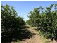 Mareeba QLD 4880