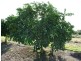 Dimbulah QLD 4872