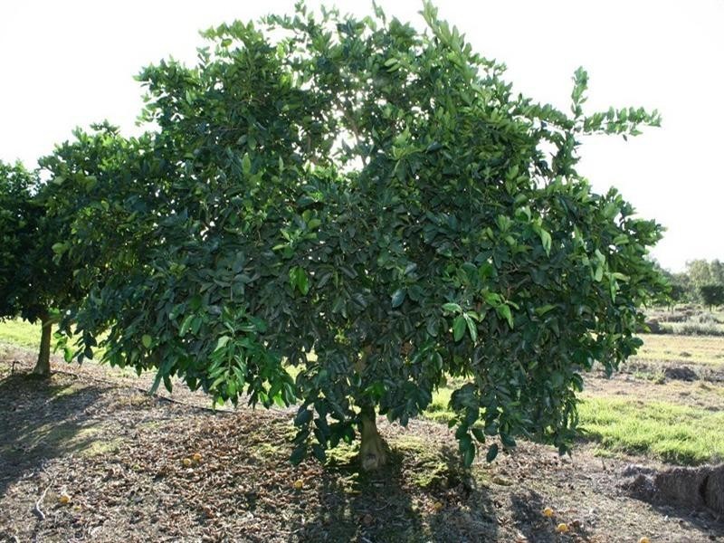 Dimbulah QLD 4872
