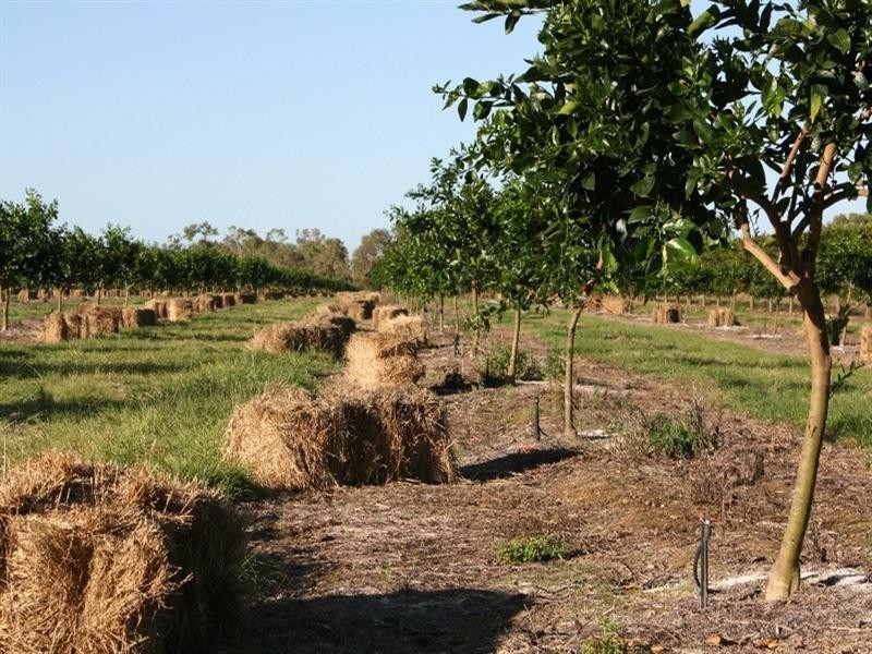 Dimbulah QLD 4872