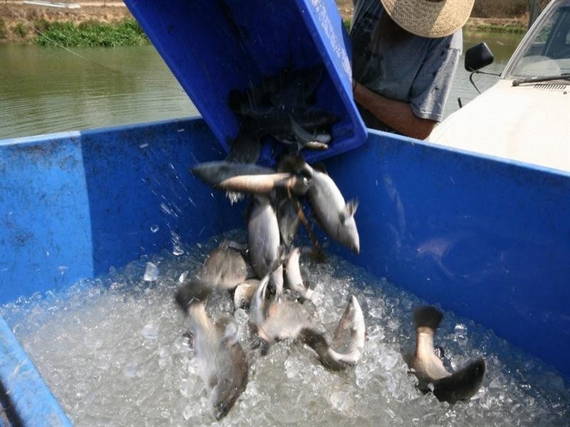 358 Wetherby Road, Mount Molloy QLD 4871