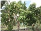Mareeba QLD 4880